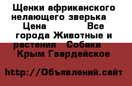 Щенки африканского нелающего зверька  › Цена ­ 35 000 - Все города Животные и растения » Собаки   . Крым,Гвардейское